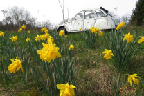 2CV Ente narzissen Monschau Natur ab ins Grüne 